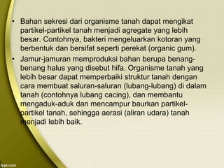 • Bahan sekresi dari organisme tanah dapat mengikat
partikel-partikel tanah menjadi agregate yang lebih
besar. Contohnya, bakteri mengeluarkan kotoran yang
berbentuk dan bersifat seperti perekat (organic gum).
• Jamur-jamuran memproduksi bahan berupa benang-
benang halus yang disebut hifa. Organisme tanah yang
lebih besar dapat memperbaiki struktur tanah dengan
cara membuat saluran-saluran (lubang-lubang) di dalam
tanah (contohnya lubang cacing), dan membantu
mengaduk-aduk dan mencampur baurkan partikel-
partikel tanah, sehingga aerasi (aliran udara) tanah
menjadi lebih baik.
 