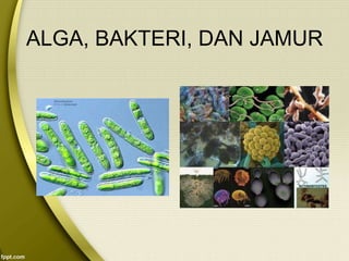 ALGA, BAKTERI, DAN JAMUR
 