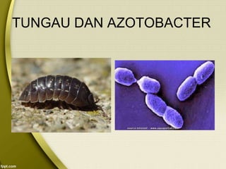 TUNGAU DAN AZOTOBACTER
 