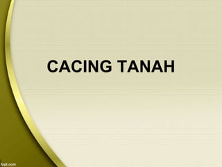CACING TANAH
 