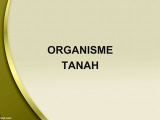 ORGANISME
TANAH
 