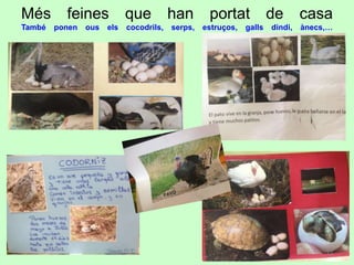 Més feines que han portat de casa
També ponen ous els cocodrils, serps, estruços, galls dindi, ànecs,…
12
 
