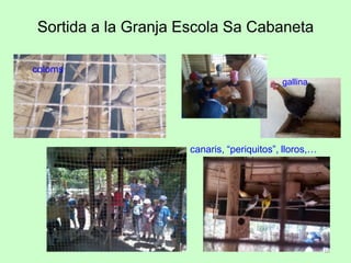 Sortida a la Granja Escola Sa Cabaneta
coloms
canaris, “periquitos”, lloros,…
gallina
16
 