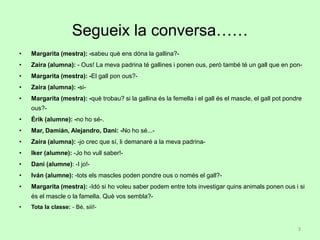 Segueix la conversa……
• Margarita (mestra): -sabeu què ens dóna la gallina?-
• Zaira (alumna): - Ous! La meva padrina té gallines i ponen ous, però també té un gall que en pon-
• Margarita (mestra): -El gall pon ous?-
• Zaira (alumna): -si-
• Margarita (mestra): -què trobau? si la gallina és la femella i el gall és el mascle, el gall pot pondre
ous?-
• Érik (alumne): -no ho sé-.
• Mar, Damián, Alejandro, Dani: -No ho sé...-
• Zaira (alumna): -jo crec que sí, li demanaré a la meva padrina-
• Iker (alumne): -Jo ho vull saber!-
• Dani (alumne): -I jo!-
• Iván (alumne): -tots els mascles poden pondre ous o només el gall?-
• Margarita (mestra): -Idó si ho voleu saber podem entre tots investigar quins animals ponen ous i si
és el mascle o la famella. Què vos sembla?-
• Tota la classe: - Bé, siii!-
3
 