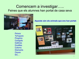 Comencem a investigar…..
Feines que els alumnes han portat de casa seva
Aquests són els animals que ens han portat:
Peixos
Tortugues
Pingüins
Caragols
Gallines
Guatlles
Coloms
Diamants
Oques
Etc…
5
 