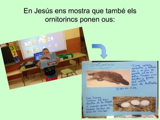 En Jesús ens mostra que també els
ornitorincs ponen ous:
9
 
