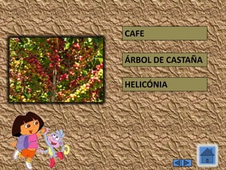 HELICÓNIA
ÁRBOL DE CASTAÑA
CAFE
 