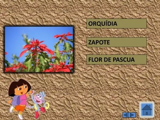 FLOR DE PASCUA
ORQUÍDIA
ZAPOTE
 