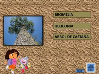 ÁRBOL DE CASTAÑA
HELICONIA
BROMELIA
 