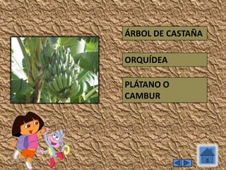 PLÁTANO O
CAMBUR
ORQUÍDEA
ÁRBOL DE CASTAÑA
 