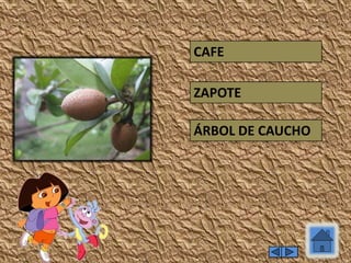 ÁRBOL DE CAUCHO
ZAPOTE
CAFE
 