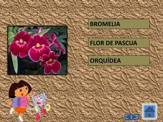 ORQUÍDEA
FLOR DE PASCUA
BROMELIA
 