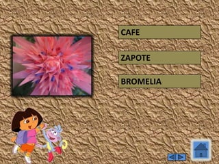 CAFE
ZAPOTE
BROMELIA
 