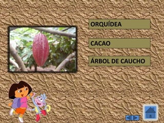 ÁRBOL DE CAUCHO
CACAO
ORQUÍDEA
 