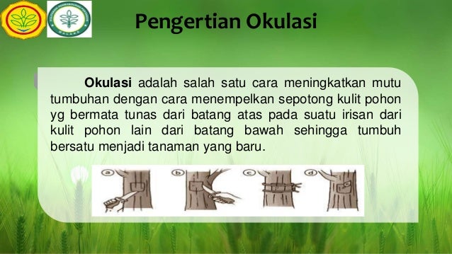 Memperbanyak Tanaman Dengan Cara Okulasi