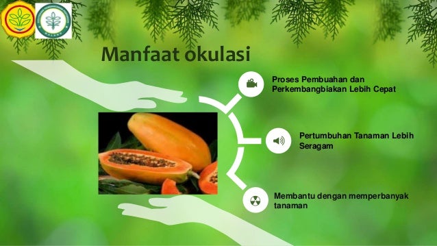 Memperbanyak Tanaman Dengan Cara Okulasi