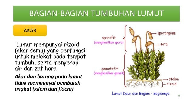 Makalah tumbuhan paku dan Tumbuhan Lumut Makalah tumbuhan paku dan Tumbuhan Lumut