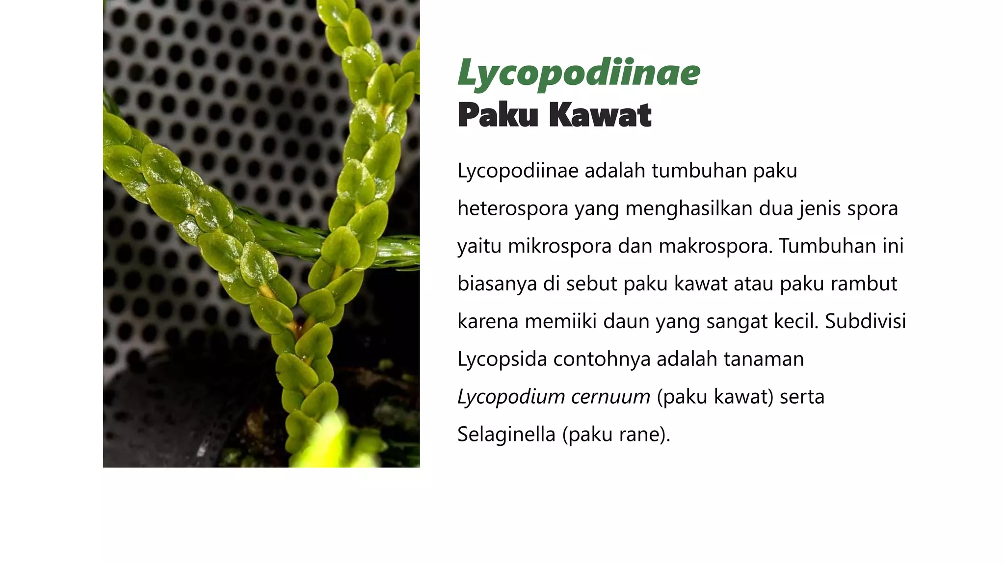 PPT PTERIDOPHYTA (TUMBUHAN PAKU) PAKU PURBA, PAKU KAWAT, PAKU EKOR KUDA ...