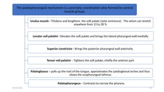 Uvulus Presentation on palatopharyngeal prosthesis. | PPTX