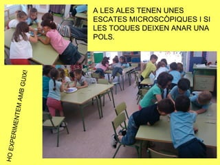 A LES ALES TENEN UNES
                   ESCATES MICROSCÒPIQUES I SI
                   LES TOQUES DEIXEN ANAR UNA
                   POLS.
             IX!
              U
        AMB G
     ENTEM
     PERIM
HO EX
 