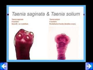 Penyakit yang ditimbulkan
Taeniasis Taenia solium &
Taenia saginata
Taeniasis adalah penyakit akibat infeksi parasit
(cacing) yang menular dari hewan ke manusia
(zoonosis) yang disebabkan oleh cacing taenia.
Taeniasis umumnya ditemukan pada
masyarakat dengan sanitasi yang tidak baik.
 