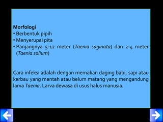 Morfologi
• Berbentuk pipih
• Menyerupai pita
• Panjangnya 5-12 meter (Taenia saginata) dan 2-4 meter
(Taenia solium)
Cara infeksi adalah dengan memakan daging babi, sapi atau
kerbau yang mentah atau belum matang yang mengandung
larva Taenia. Larva dewasa di usus halus manusia.
 