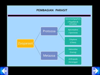 PEMBAGIAN PARASIT
Zooparasit
Protozoa
Sarcomastigophora
( Flagellata &
Amoeba)
Apicomplexa
( Sporozoa)
Ciliophora
(Ciliata)
Metazoa
Helminthes
(Cacing)
Arthropoda
(Serangga)
 