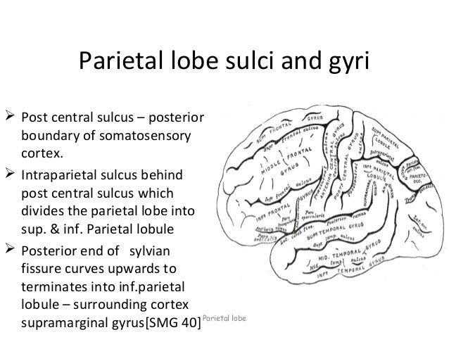 ppt parietal lobe which letter indicates the primary somatosensory cortex