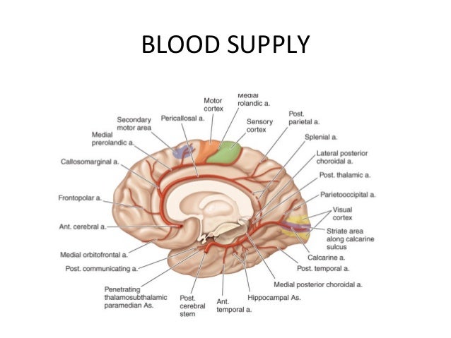ppt parietal lobe which letter indicates the primary somatosensory cortex