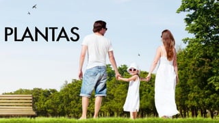 PLANTAS
 