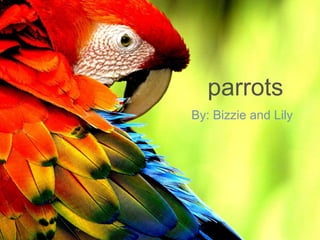 parrots
By: Bizzie and Lily
 