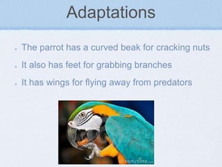 Adaptations
The parrot has a curved beak for cracking nuts
It also has feet for grabbing branches
It has wings for flying away from predators
 