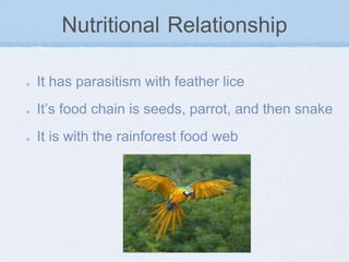 Nutritional Relationship
It has parasitism with feather lice
It’s food chain is seeds, parrot, and then snake
It is with the rainforest food web
 