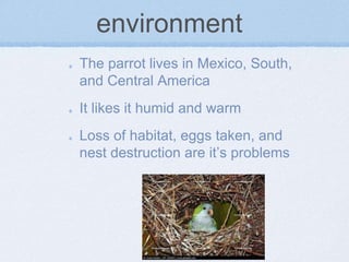 environment
The parrot lives in Mexico, South,
and Central America
It likes it humid and warm
Loss of habitat, eggs taken, and
nest destruction are it’s problems
 