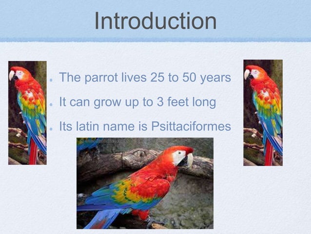 Ppt Parrot Bizzie And Lily
