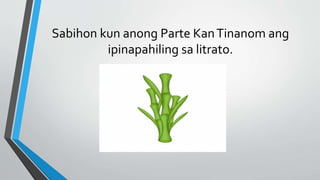ppt parts of a plants.pptx