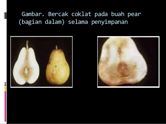perubahan fisik dan kimia pada pematangan buah 