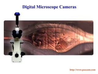 Digital Microscope Cameras
http://www.paxcam.com
 