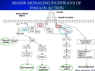 ABNORMALITIES OF PCOS OVARY
 Increase in CYP17 leads to increased p450c17 enzyme and

hence increased androgen synthesis
 Decrease in CYP19 decreases aromatase enzyme activity
and conversion of androgens to E2 (Estradiol) is reduced
 Increased 5α-Reductase activity leads to increased
metabolism of ∆4-Androstenedione to 5αAndrostenedione, a competetive inhibitor of aromatase
activity
 This loss of aromatase and E2 biosynthesis has been
proposed to involve dysregulation of autocrine and
paracrine signaling within the follicle leading to follicular
arrest

Wickenheisser, McAllister, 2007

 