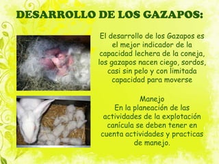 DESARROLLO DE LOS GAZAPOS:
            El desarrollo de los Gazapos es
                el mejor indicador de la
            capacidad lechera de la coneja,
           los gazapos nacen ciego, sordos,
              casi sin pelo y con limitada
                capacidad para moverse

                       Manejo
               En la planeación de las
            actividades de la explotación
             canícula se deben tener en
           cuenta actividades y practicas
                     de manejo.
 