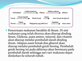 Pencernaan makanan berakhir di ileum. Di sini 
makanan yang telah dicerna akan diserap dinding 
ileum. Glukosa, asam amino, mineral, dan vitamin 
akan diserap melalui pembuluh darah dinding 
ileum. Adapun asam lemak dan gliserol akan 
diserap melalui pembuluh getah bening. Pembuluh 
getah bening ini pada akhirnya akan bermuara pada 
pembuluh darah sehingga sari-sari makanan dapat 
diedarkan ke seluruh tubuh. 
 