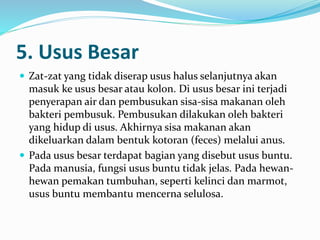 5. Usus Besar 
 Zat-zat yang tidak diserap usus halus selanjutnya akan 
masuk ke usus besar atau kolon. Di usus besar ini terjadi 
penyerapan air dan pembusukan sisa-sisa makanan oleh 
bakteri pembusuk. Pembusukan dilakukan oleh bakteri 
yang hidup di usus. Akhirnya sisa makanan akan 
dikeluarkan dalam bentuk kotoran (feces) melalui anus. 
 Pada usus besar terdapat bagian yang disebut usus buntu. 
Pada manusia, fungsi usus buntu tidak jelas. Pada hewan-hewan 
pemakan tumbuhan, seperti kelinci dan marmot, 
usus buntu membantu mencerna selulosa. 
 
