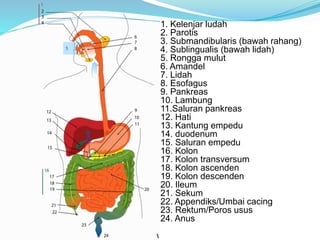 1. Kelenjar ludah 
2. Parotis 
3. Submandibularis (bawah rahang) 
4. Sublingualis (bawah lidah) 
5. Rongga mulut 
6. Amandel 
7. Lidah 
8. Esofagus 
9. Pankreas 
10. Lambung 
11.Saluran pankreas 
12. Hati 
13. Kantung empedu 
14. duodenum 
15. Saluran empedu 
16. Kolon 
17. Kolon transversum 
18. Kolon ascenden 
19. Kolon descenden 
20. Ileum 
21. Sekum 
22. Appendiks/Umbai cacing 
23. Rektum/Poros usus 
24. Anus 
 