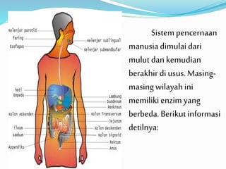 Sistem pencernaan 
manusia dimulai dari 
mulut dan kemudian 
berakhir di usus. Masing-masing 
wilayah ini 
memiliki enzim yang 
berbeda. Berikut informasi 
detilnya: 
 