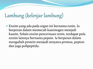 Lambung (kelenjar lambung) 
 Enzim yang ada pada organ ini bernama renin. Ia 
berperan dalam memecah kaseinogen menjadi 
kasein. Selain enzim pencernaan renin, terdapat pula 
enzim lainnya bernama pepsin. Ia berperan dalam 
mengubah protein menjadi senyawa protesa, pepton 
dan juga polipeptida. 
 