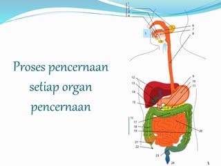 Proses pencernaan 
setiap organ 
pencernaan 
 