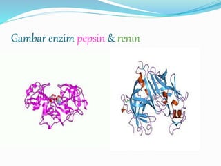 Gambar enzim pepsin & renin 
 