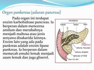 Organ pankereas (saluran pancreas) 
Pada organ ini terdapat 
enzim karbohidrase pancreas. Ia 
berperan dalam mencerna 
amilum dan merubahnya 
menjadi maltosa atau jenis 
senyawa disakarida lainnya. 
Enzim lain yang ada pada 
pankreas adalah enzim lipase 
pankreas. Ia berperan dalam 
memecah emulsi lemak menjadi 
asam lemak dan juga gliserol. 
 