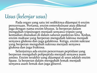 Usus (kelenjar usus) 
Pada organ yang satu ini sedikitnya dijumpai 6 enzim 
pencernaan. Pertama, enzim enteroksinase atau dikenal 
juga dengan nama enzim khusus. Ia berperan dalam 
mengubah tripsinogen menjadi senyawa tripsin yang 
kemudian diunakan di dalam saluran pankreas kita. Kedua, 
enzim maltase yang berperan mengubah laktosa menjadi 
senyawa glukosa dan juga galaktosa. Ketiga, enzim sukrase 
yang berperan mengubah sukrosa menjadi senyawa 
glukosa dan juga fruktosa. 
Selanjutnya ada enzim pencernaan peptidase yang 
berperan mengubah polipeptida menjadi senyawa asam 
amino. Enzim terakhir yang dijumpai di usus adalah enzim 
lipase. Ia berperan dalam mengubah lemak menjadi 
senyawa asam lemak dan juga gliserol. 
 