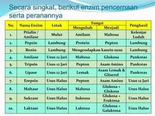 Secara singkat, berikut enzim pencernaan 
serta peranannya 
No. Nama Enzim Letak 
Fungsi 
Penghasil 
Mengubah Menjadi 
1. 
Ptialin / 
Amilase 
Mulut Amilum Maltosa 
Kelenjar 
Ludah 
2. Pepsin Lambung Protein Pepton Lambung 
3. Renin Lambung Mengendapkan kasein susu Lambung 
4. Amilase Usus 12 Jari Maltosa Glukosa Pankreas 
5. Tripsin Usus 12 Jari Pepton Asam Amino Pankreas 
6. Lipase Usus 12 Jari Lemak 
Asam Lemak & 
Gliserol 
Pankreas 
7. Erepsin Usus Halus Pepton Asam Amino Usus 12 Jari 
8. Maltase Usus Halus Maltosa 
Glukosa + 
Glukosa 
Usus Halus 
9. Sukrase Usus Halus Sukrosa 
Glukosa + 
Fruktosa 
Usus Halus 
10. Laktase Usus Halus Laktosa 
Glukosa + 
Galaktosa 
Usus Halus 
 